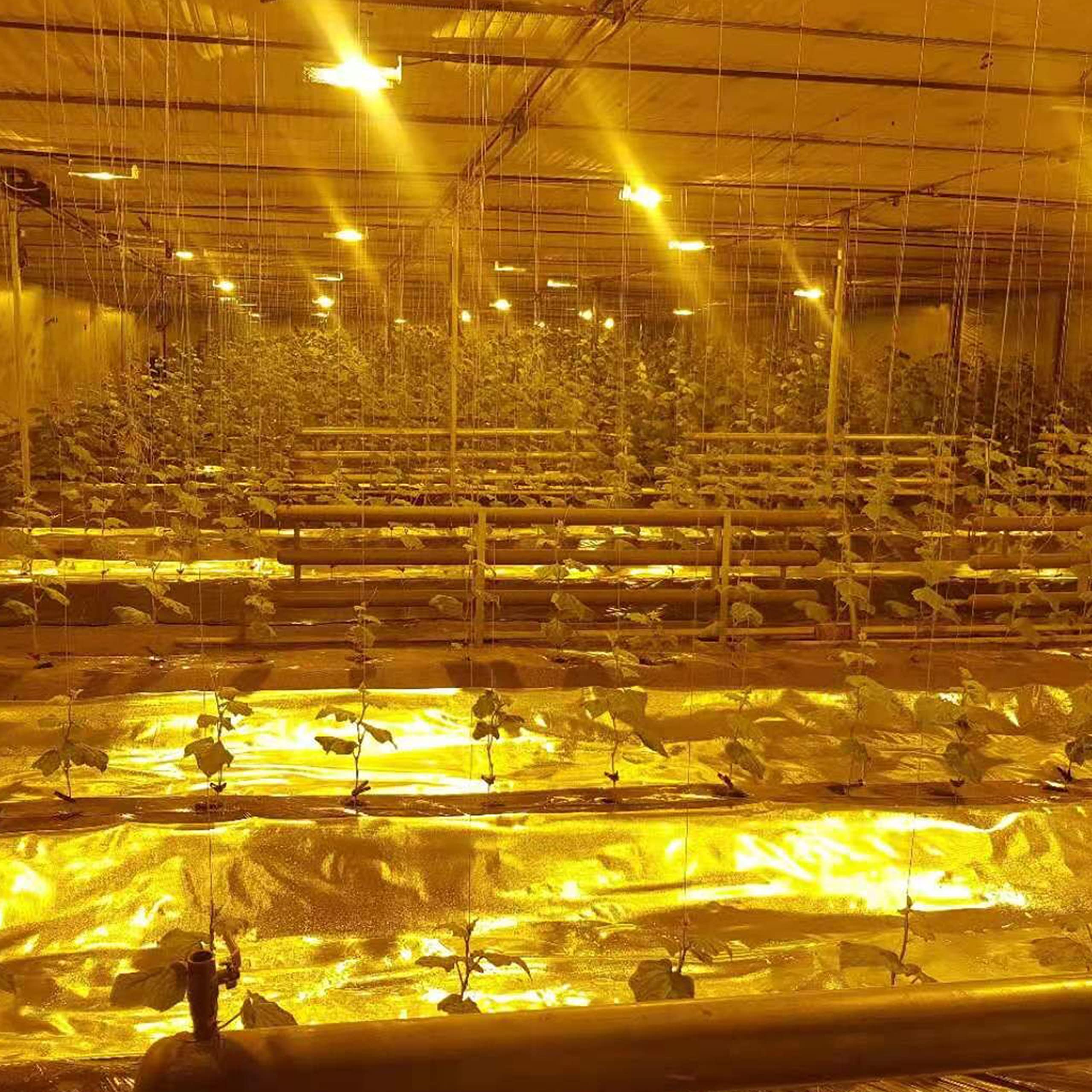 HFS(R) 6Mil Diamond Film Foil Roll Highly Reflective Aluminum Mylar for Grow Rooms and Greenhouses 4FT x 25FT - Image 6