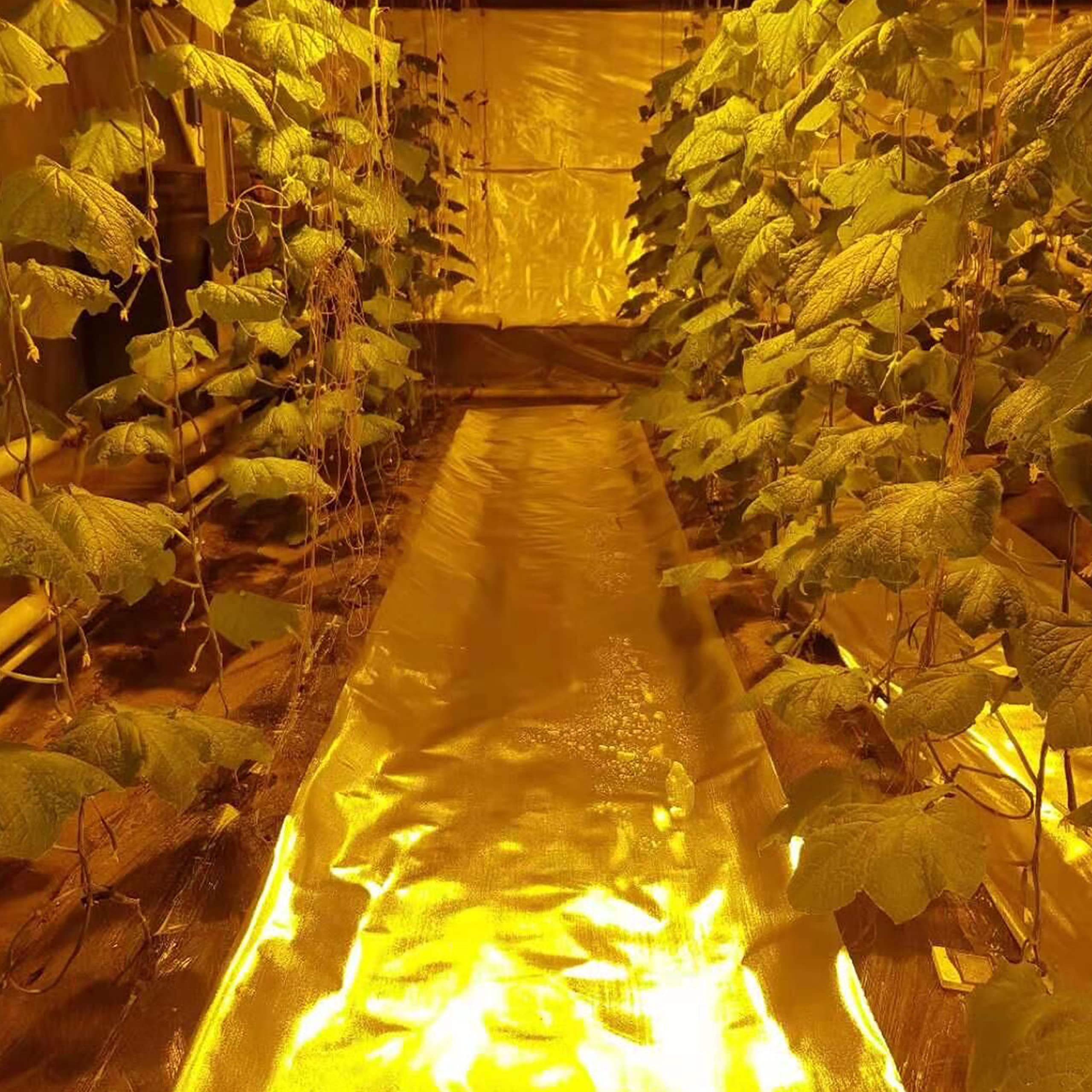 HFS(R) 6Mil Diamond Film Foil Roll Highly Reflective Aluminum Mylar for Grow Rooms and Greenhouses 4FT x 25FT - Image 7